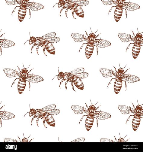 Honey Bee Seamless Pattern Vintage Doodle Sketch Wrapping Vector