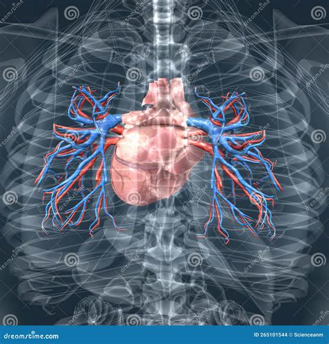 The Blood Vessels Of The Pulmonary Circulation Are The Pulmonary