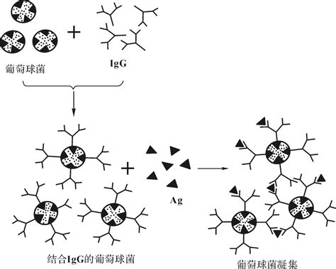 抗原 抗体反应的基本类型免疫学与免疫制剂挂云帆