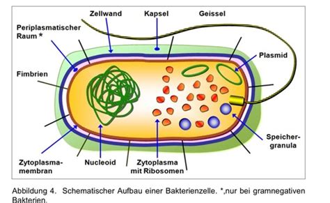 Biologie Termini Q Klausur Nr Karteikarten Quizlet