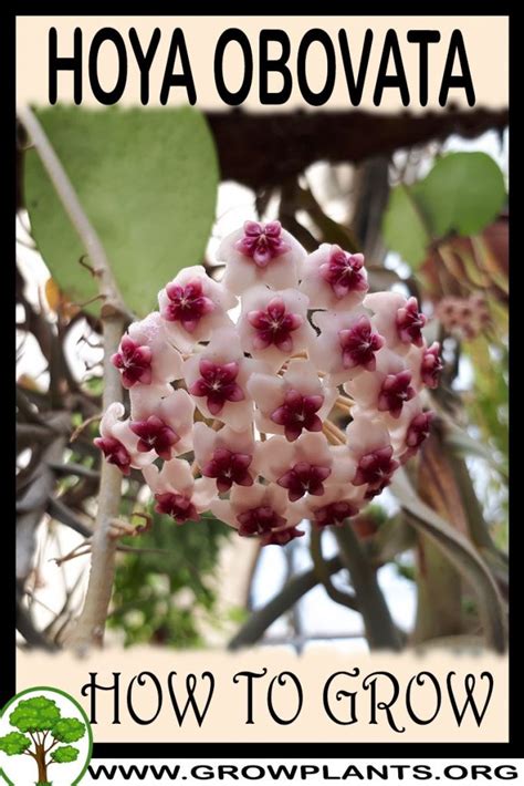 Hoya Obovata How To Grow Care