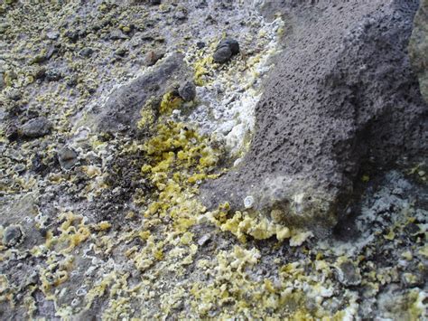 Gardening Channel What S Hot In The Garden Fungus Instantly Induces Earth Shattering Orgasm