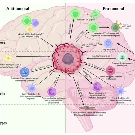 Overview Of Key Pro And Anti Tumor Immune Cell Populations Within The