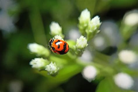 Beautiful Ladybugs That Live In Flowers Like To Eat Aphids And Plant