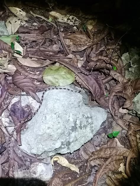 Common Blunt headed Tree Snake from Municipio de Lázaro Cárdenas Q R