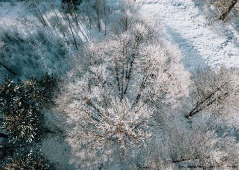 Aerial View Of Winter Forest Snowy Naked Trees Beautiful Nature