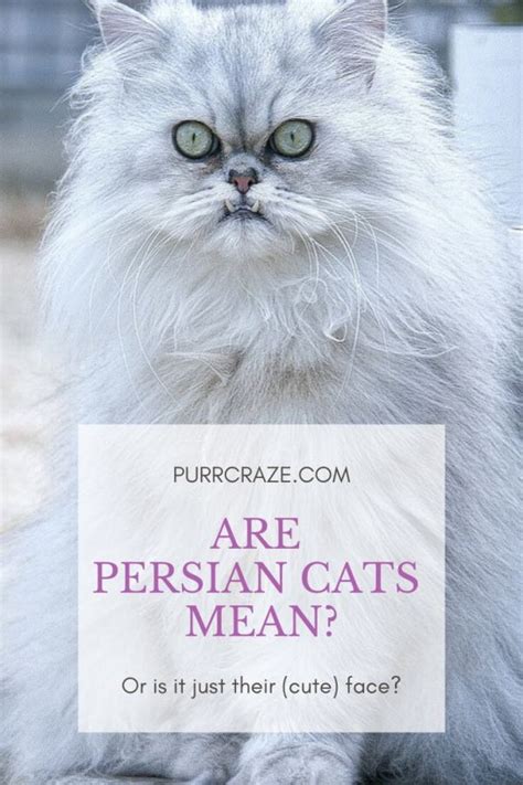 Are Persian Cats Mean? Here Is The Truth! - Purr Craze