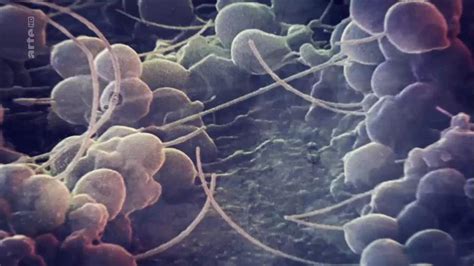 Ces Microbes Qui Nous Gouvernent