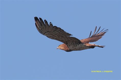 Raw Birds Doñana National Park