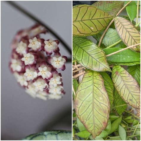 Hoya Borneo Gunung Gading (хойя гунунг гадинг) ХИТ продаж - ЦВЕТОМАГИЯ