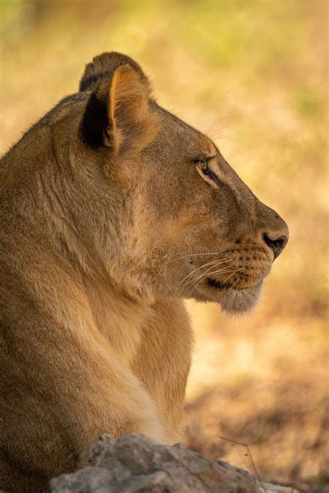 Close Up Of Lioness Lying Staring In Profile Stock Image Image Of