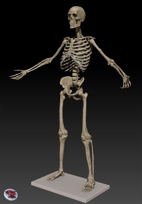 Stl File Male And Female Poseable Skeleton・model To Download And 3d