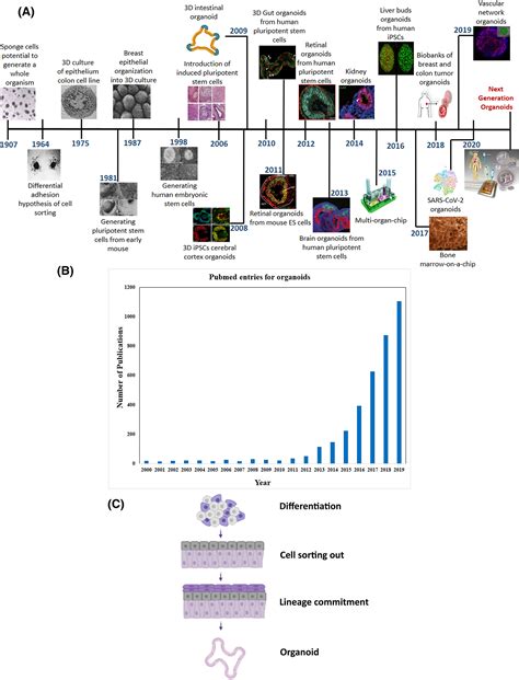 Organoid technology: Current standing and future perspectives ...