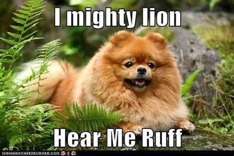 75+ Funniest Pomeranian Memes