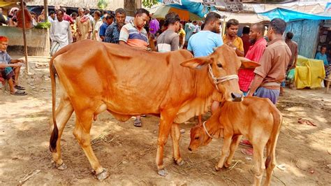 দেশী ও শাহীওয়াল জাতের গাভী ও বাছুরের দাম কাহারোল হাট Youtube