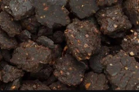 agricultural grade comon cultivated sun dried edible hybrid neem seeds