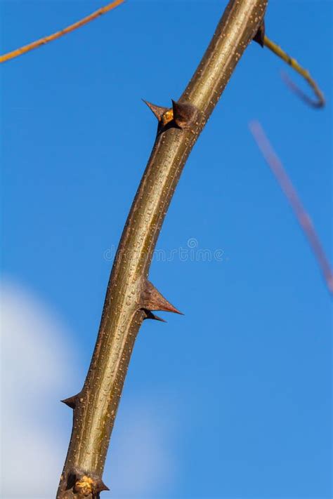 Close Up Of A Brown Color Robinia Pseudoacacia Seed Pod Against A