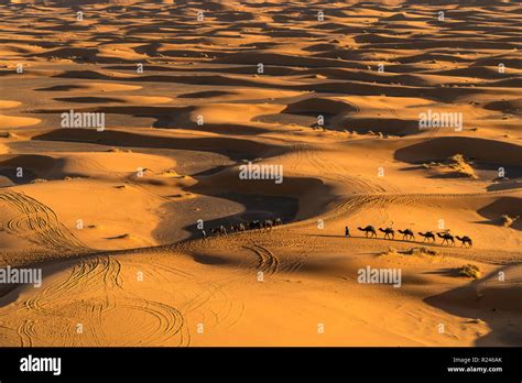 Kamel Karawane in der Wüste Sahara bei Merzouga Marokko Camel