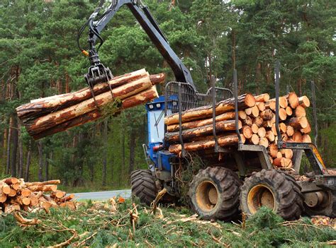 Vente de bois quelles étapes à respecter Boursabois