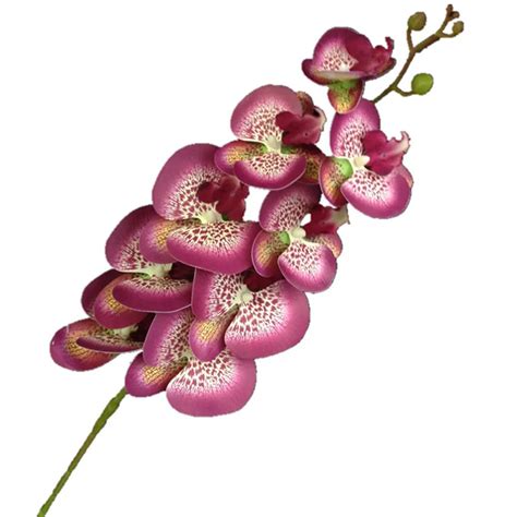 Um verdadeiro toque borboleta orquídea flor falso cymbidium plutônio