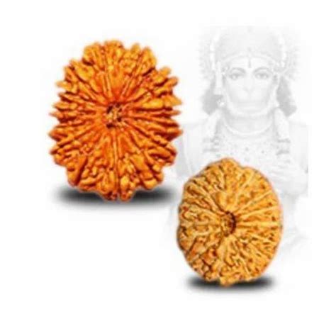 Mukhi Rudraksha At Rs Mukhi Rudraksha In Ahmedabad Id