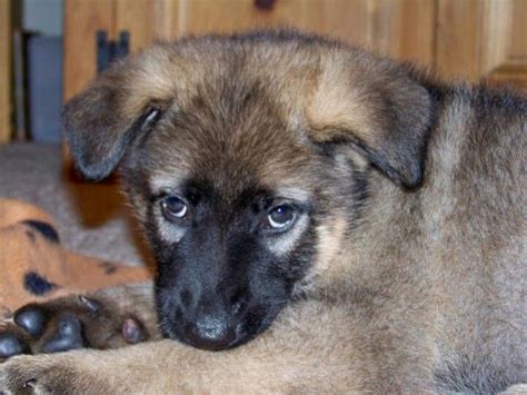 My Isabella At 8 Wks Old