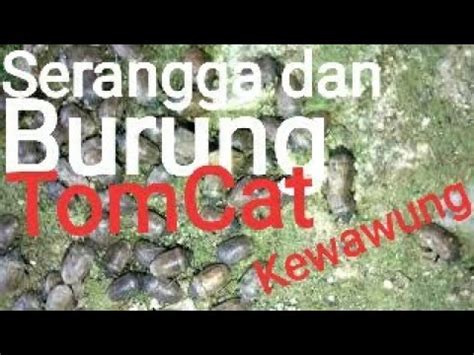 Pasukan Serangga Dan Burung Youtube