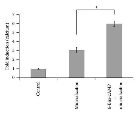 A 6 Bnz Camp Increases Alp Activity Alp Activities Of Mc3t3 E1 Cells Download Scientific