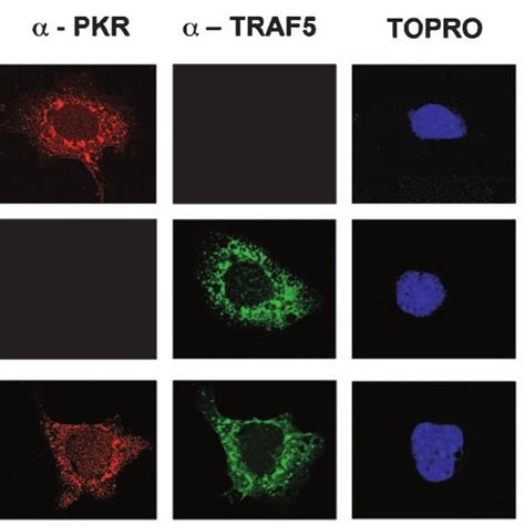 Pkr And Traf5 Colocalize In Hela Cells Hela Cells Were Infected At 3