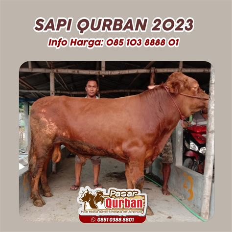 Wa 0851 0388 8802 Harga Sapi Qurban 2023 Surabaya On Carousell