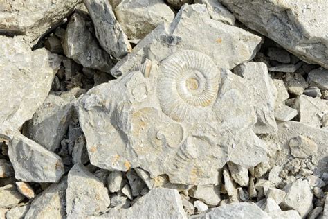 Ammonite Fossils In Limestone Stock Image Image Of Nature Limestone