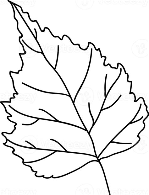 Birch Leaf Outline 20371918 PNG