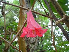 Chilean National Flower: Copihue - Pepe's Chile