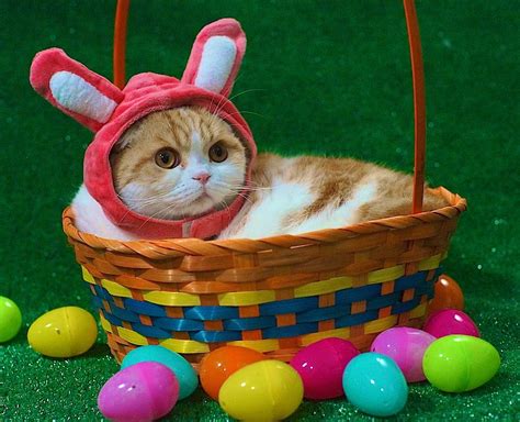 Happy Easter Cat Wallpapers Wallpaper Cave