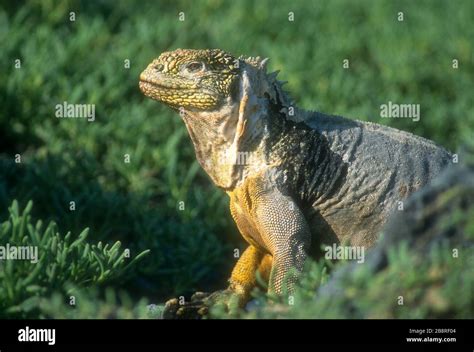 América del Sur Ecuador Islas Galápagos vida silvestre aves Iguana