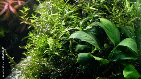 Green Tropical Vegetation In Iwagumi Amano Style Freshwater Aquascape