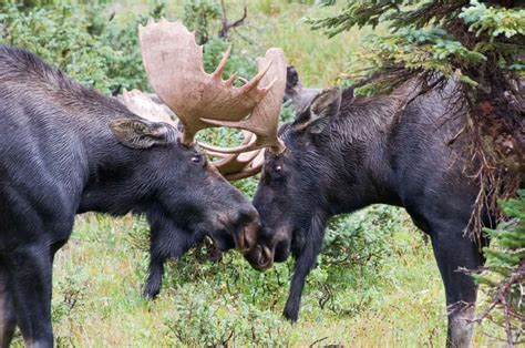 10 of the Largest Animals In North America