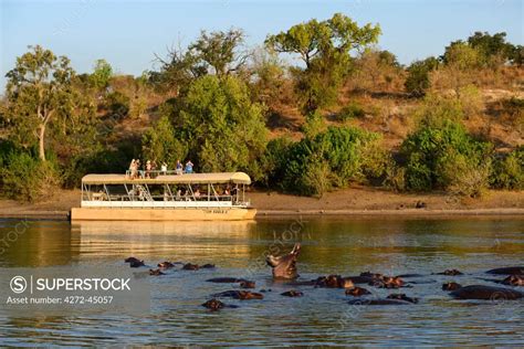 Hippos And Tour Boat Hippopotamus Amphibius Chobe River Chobe