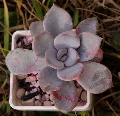 Echeveria Asante Sana гибрид Gerard Van Langen Elilcina X Poviferum