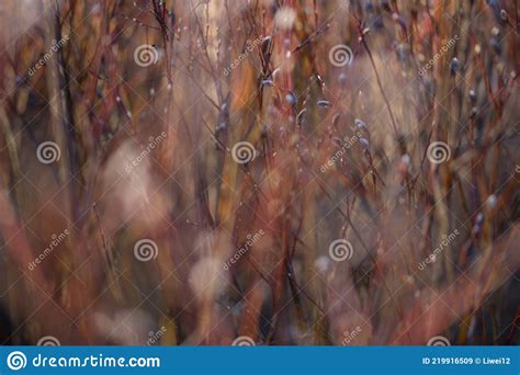 Natural Spring Background With Pussy Willow Branches Stock Image Image Of Pink Blossom
