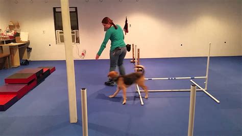 Beginning Agility Dog Training Ozzy Youtube