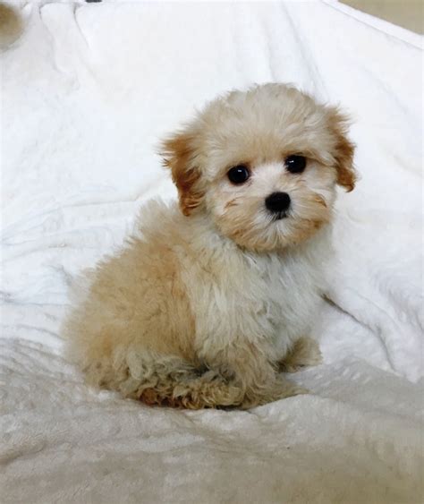 Teacup Maltipoo Puppy For Sale Los Angeles Ca IHeartTeacups