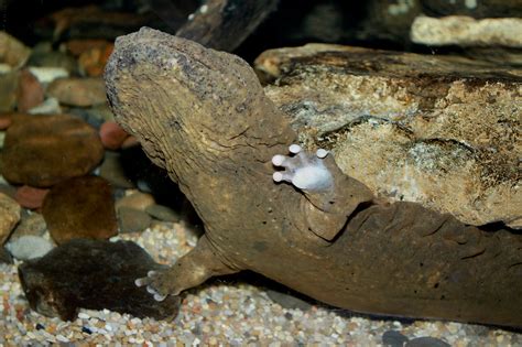 Hellbender Facts, Pictures & In-Depth Information: Endangered Amphibian