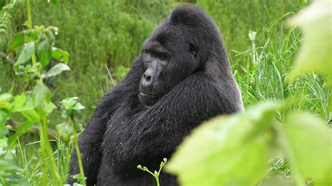 A Guide To Gorilla Trekking In Bwindi Impenetrable National Park Uganda