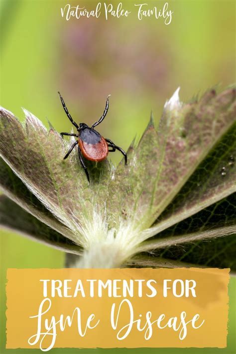 Learning lyme treatments for lyme disease – Artofit