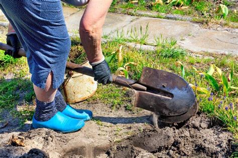 Premium Photo Using A Shovel A Farmer With His Own Hands Digs A