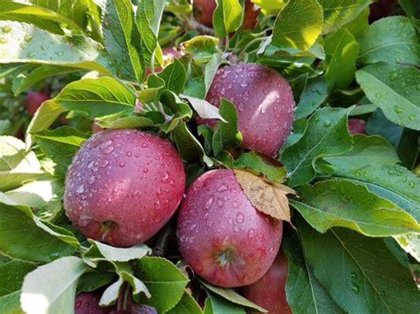 Apple Varieties | Currier Orchards