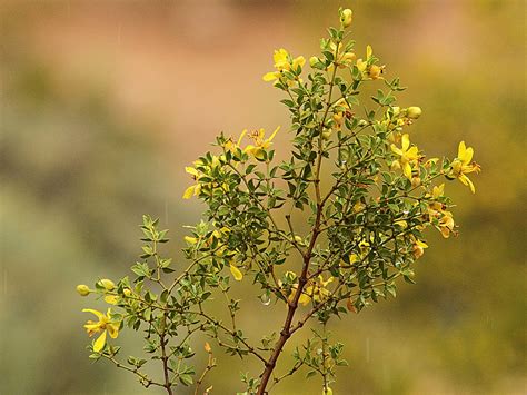 Conoce la planta gobernadora a la que se la adjudican múltiples