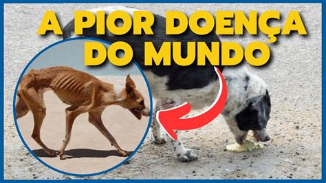 DESTRÓI E ACABA O SEU CACHORRO Aprenda a TRATAR A CINOMOSE CANINA