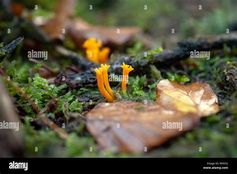 Yellow Stagshorn Calocera Viscosa Is A Jelly Fungus A Member Of The